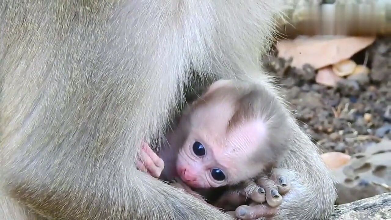 小猴刚出生第四天,萌哒哒,超可爱