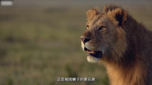一只落单的狮王被鬣狗围攻，它将何去何从？