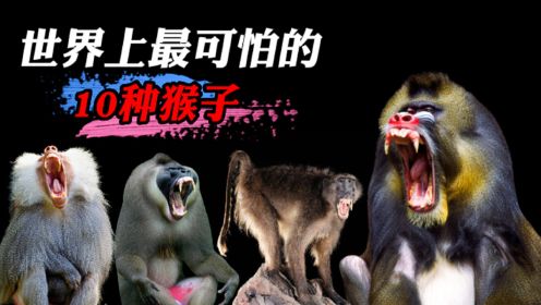 世界上极度可怕的10种猴子，你以为猴子怒摔250条狗就算可怕？