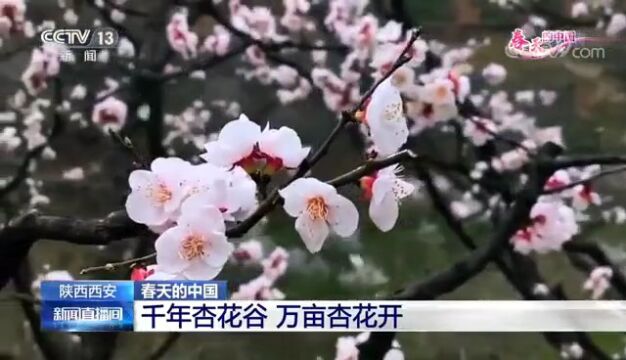 三月赏花• 六月品果 我在蓝田和你“杏福”有约