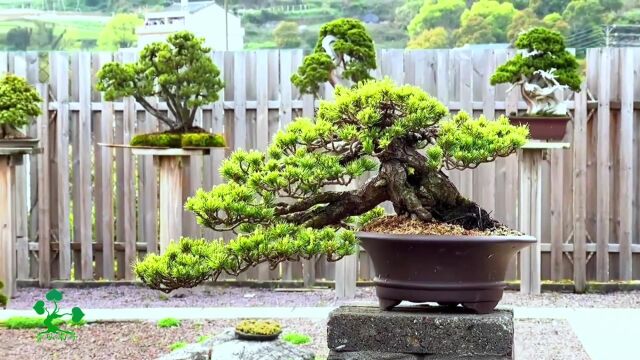 中国盆景艺术:家庭摆设装点室内外环境,在家里种上几盆,太赞了