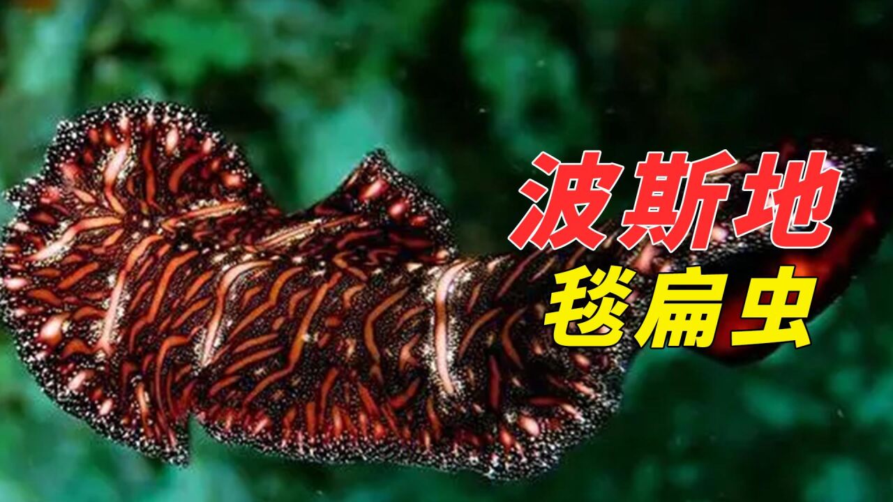 波斯地毯扁虫是雌雄同体,为了逃避带娃,竟想到了找个女朋友