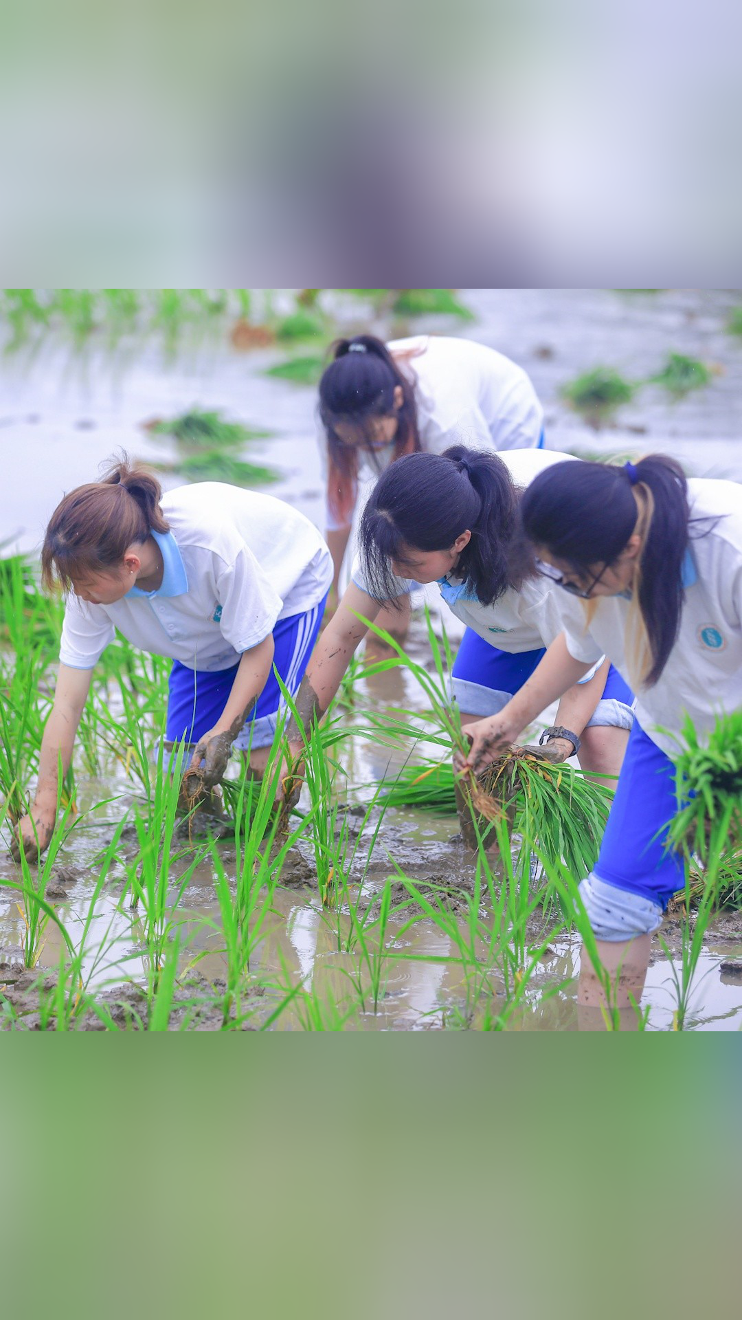 去稻田吧!武汉一高校学生下地插秧