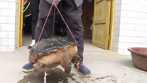 村民抓到一只“大龟”，怕是保护动物不敢吃？专家看后：快杀了！