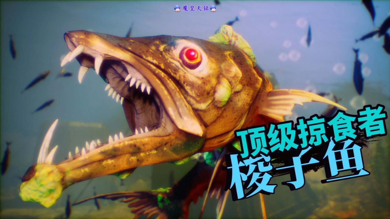 天铭 食人鲨 06 顶级掠食者:梭子鱼!