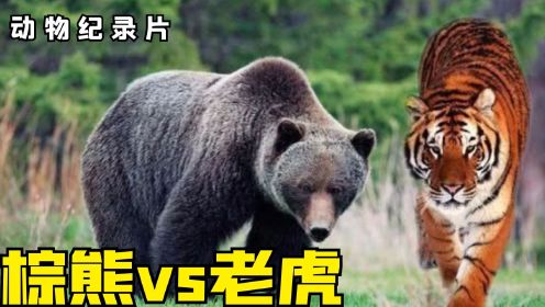 熊虎大战！同样是丛林霸主的两头凶兽，到底谁更胜一筹？