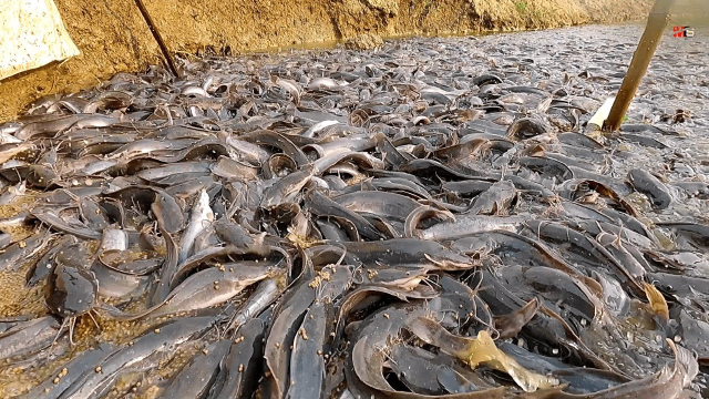印度当地鲶鱼养殖池,上万条鲶鱼聚集在小池塘,每次喂养争先恐后
