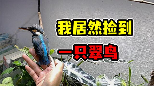 天上不会掉馅饼,但是会掉翠鸟!翠鸟救助日记