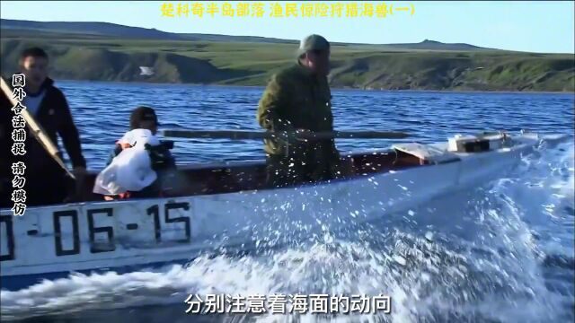 楚科奇半岛部落,渔民惊险狩猎海兽,每只獠牙重达4公斤#钓鱼 