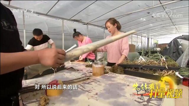 兰花通过“搭乘”电商快车和快递,走进了千家万户