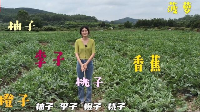 广东水果有多少种?听总台记者“报果名”