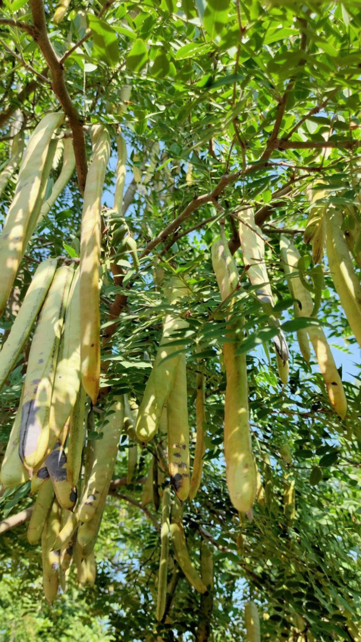 天皂一号皂角树苗:这种树苗真奇特,树苗上长出像豆角一样的东西