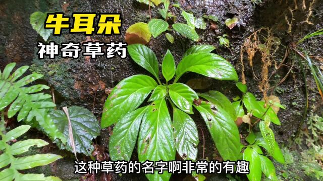 中草药牛耳朵又名“石三七”,有什么价值和作用?一起来认识