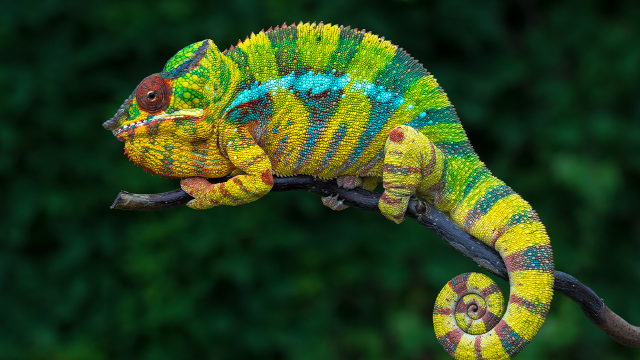 第22集 豹变色龙 葡萄牙千足虫 巨型蜘蛛蟹