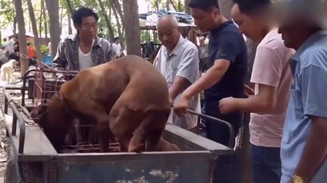 农村狗市:大叔卖红狼犬要价400块钱,忍痛割爱!