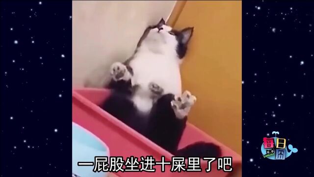 如何判断一只猫聪不聪明?