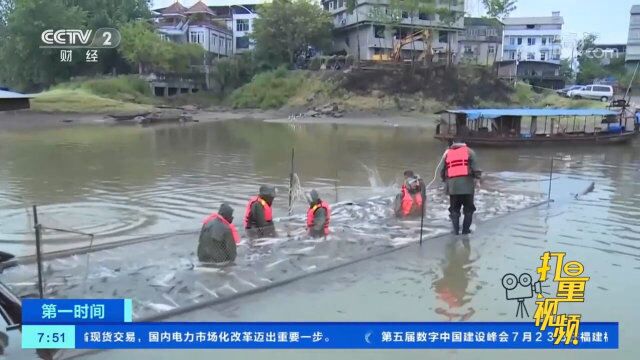 鱼跃欢腾!四川邻水大洪湖夏季捕鱼开网