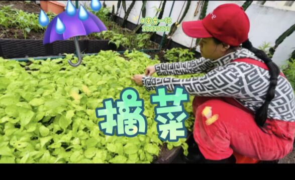 【图安一记】雨天撑伞在天台屋顶菜园摘菜