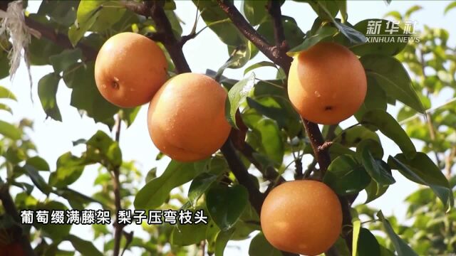 山东桓台:智慧农业助力乡村振兴