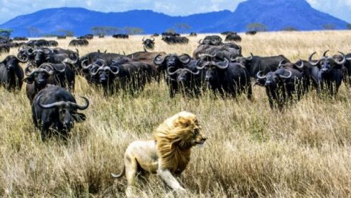 20只狮子猎杀200头水牛的真实场景，水牛打架太强了，完全不虚！