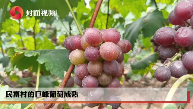 葡萄熟了七星椒红了 名副其实的“民富村”年收入1.8亿元