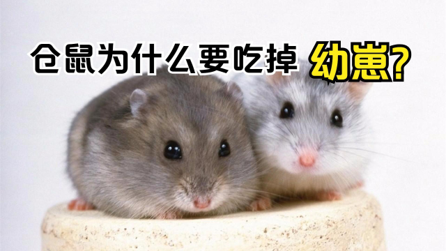宝宝出生就是考验,仓鼠妈妈总有理由"吃孩子",原因究竟为何?