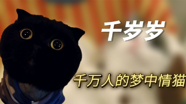 千岁岁:全网唯一会"隐身术"的猫,吸粉1100万,真实死因遭质疑
