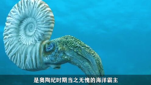 史前10大海洋霸主,一口吞掉整只霸王龙!1_高清1080P在线观看平台_腾讯视频