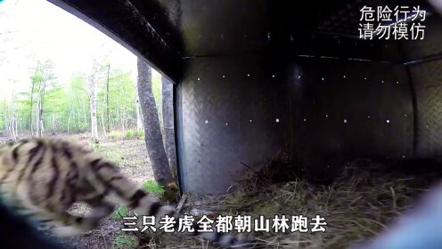 三头东北虎被放归森林，笼子打开的那一刻，镜头记录震撼画面！