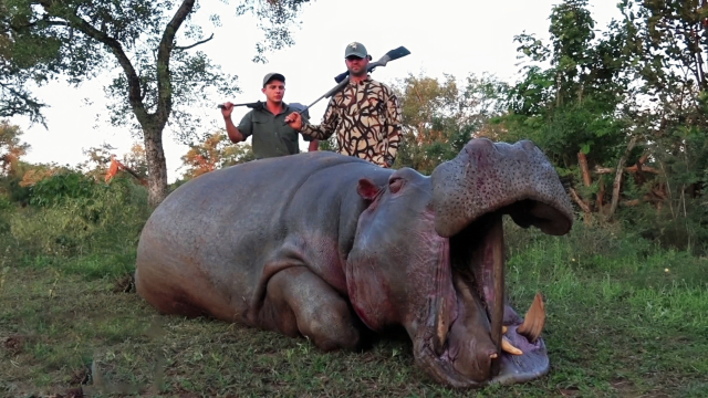 非洲猎杀河马,长颈鹿