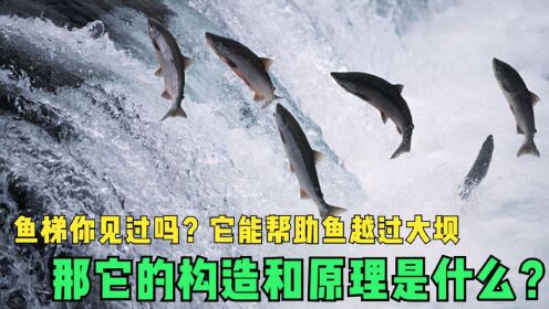 鱼梯你见过吗？它能帮助鱼越过大坝，那鱼梯的构造和原理是什么？_高清1080P在线观看平台_腾讯视频
