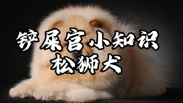 解答网络热门宠物视频(松狮犬)“第三集)