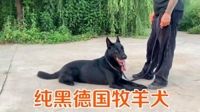 一条价值40000块的种公黑德牧,它的后代价值不菲,猜猜多少钱?