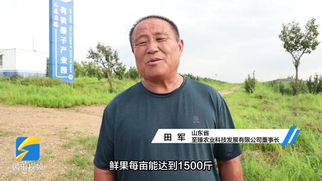 新泰市:榛子扎下根 绿了荒山 富了乡亲