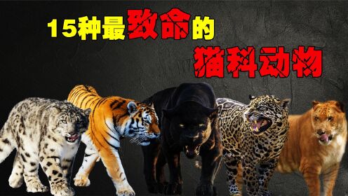 [图]最致命的15种猫科动物，东北虎只能排第二，第一名你绝对没见过