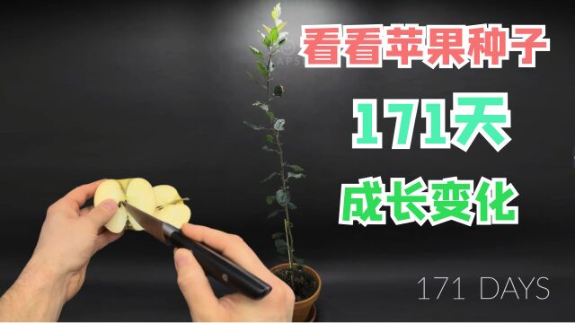 苹果籽种171天,看看它的成长变化.