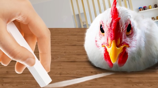 4种神奇的动物催眠术,在鸡面前画一条直线,鸡一动不动了