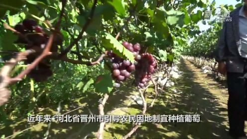 河北晋州：葡萄成熟果农采摘忙