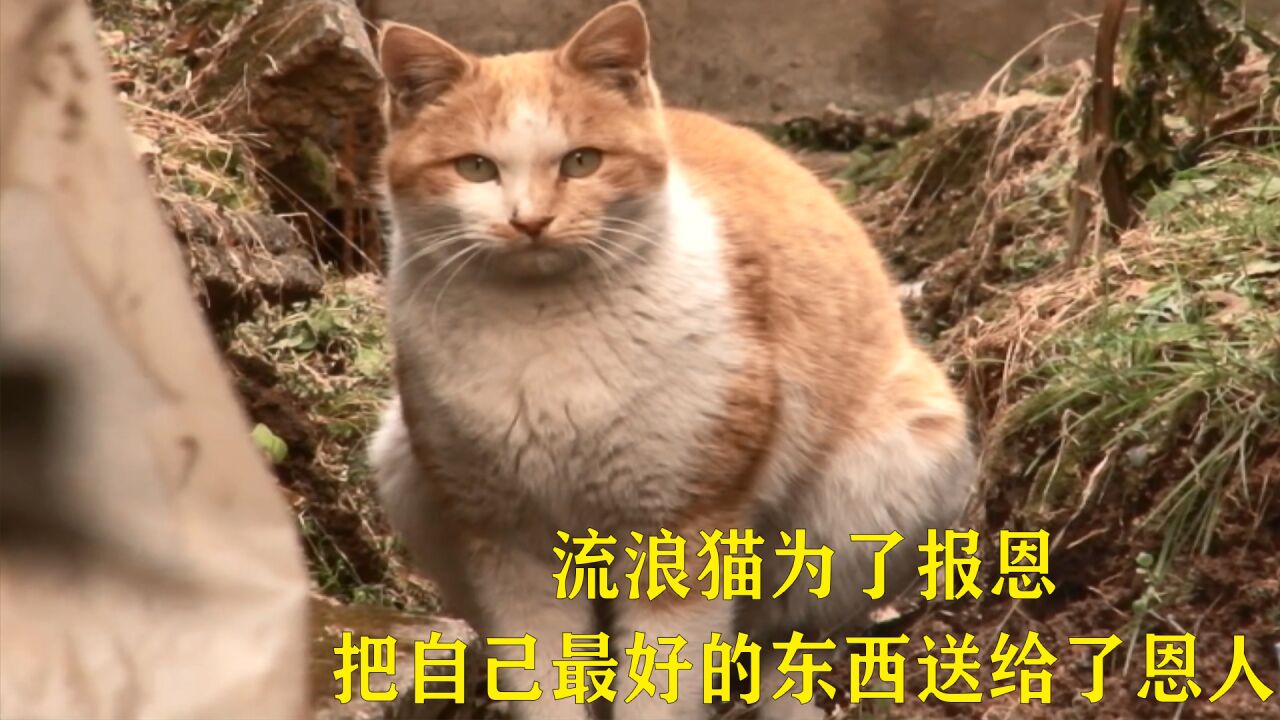 流浪猫为了报恩,把自己最好的礼物送给恩人_高清1080P在线观看平台_腾讯视频