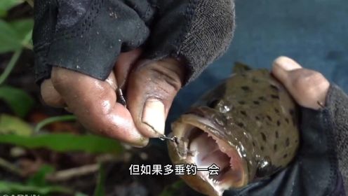 国内靠养殖的黑鱼，却在印尼泛滥了，随便一条河轻轻松松钓几斤