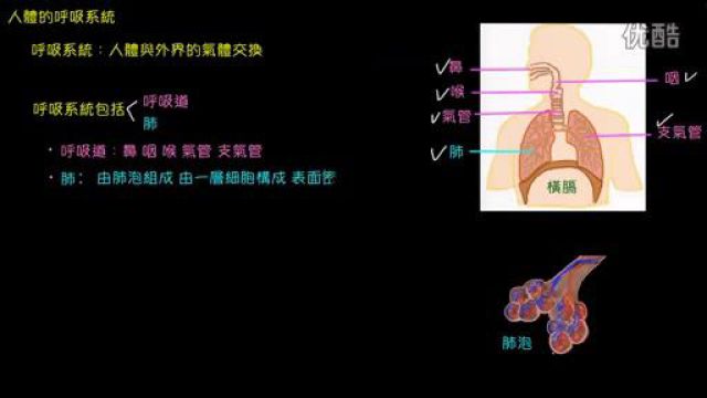 人体的呼吸系统