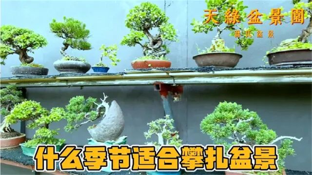 简单介绍盆景攀扎制作什么季节合适?以及一些注意事项.