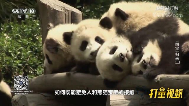 科研团队面临大熊猫野化训练问题,一次偶然带来启发