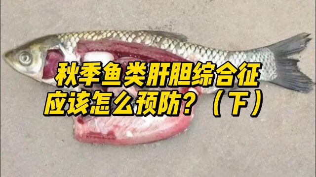 秋季鱼类肝胆综合症应该怎么预防?(下)