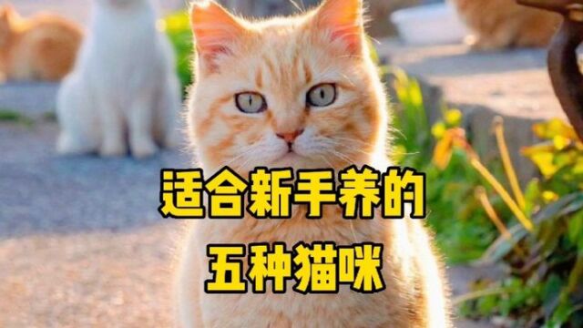 适合新手养的五种猫咪!