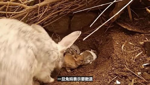 【兔兔养兔】兔宝宝太可爱了，我们不能吃兔兔