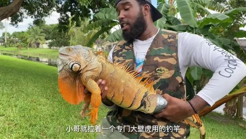 国外大壁虎泛滥成灾，每年花费100万美元清理，看职业猎人如何捕捉的