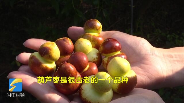 大枣“整形”成葫芦状?老品种葫芦枣大量上市供不应求