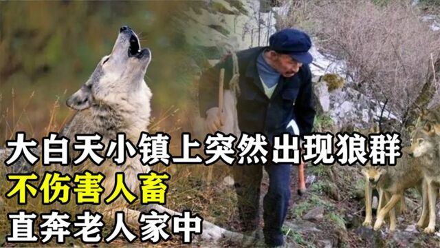 新疆小镇白天出现狼群,不伤人畜,整齐有序直奔一老人家中