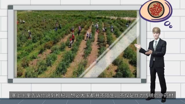 塞上十里:喝宁夏中宁枸杞原浆到底有哪些作用?